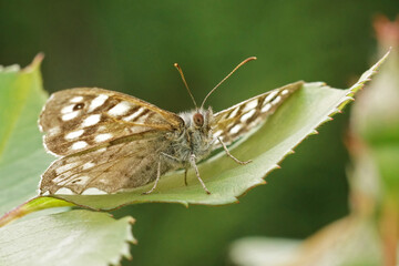 Upward angle close up on a Speckled wood butterfly , Pararge aegeria sitting on a green leaf
