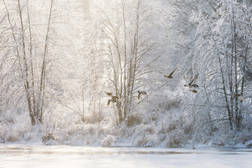 winter forest, birds above the trees, flying ducks