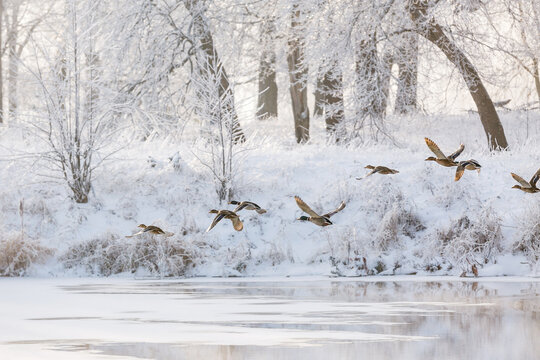winter forest, birds above the trees, flying ducks - Powered by Adobe