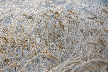 textures, christmas background, close-up, snow grass patterns