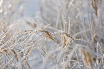 Fototapeta premium textures, christmas background, close-up, snow grass patterns