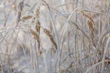 textures, christmas background, close-up, snow grass patterns