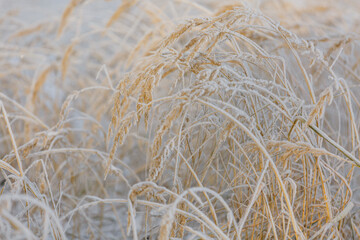 textures, christmas background, close-up, snow grass patterns