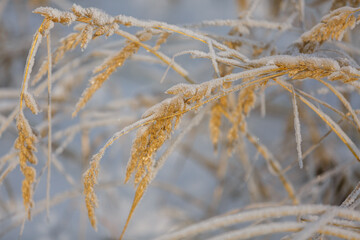 Fototapeta premium textures, christmas background, close-up, snow grass patterns