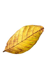 leaf sumer isolated on white background with clipping path