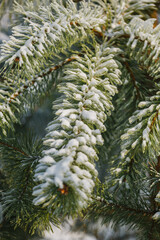 textures, christmas background, close-up, spruce, christmas tree, green branch