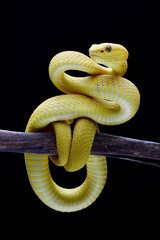Obraz premium Yellow white-lipped pit viper in black background