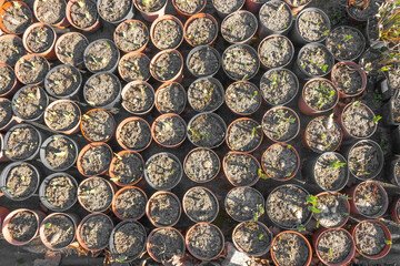 Top view of many pots with soil and seedling in large greenhouse. Farming and cultivation of vegatable and flower bushes