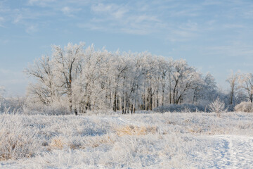 winter forest, tall trees, oaks in the snow, view of the snowy forest