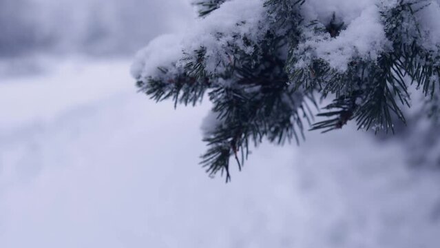 large flakes of snow fall on the branches. Spruce in the snow. winter snowfall