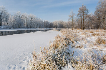 winter river, trees in the snow, view of the snow-covered forest
