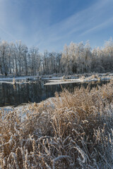 winter river, trees in the snow, view of the snow-covered forest