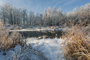 winter river, trees in the snow, view of the snow-covered forest