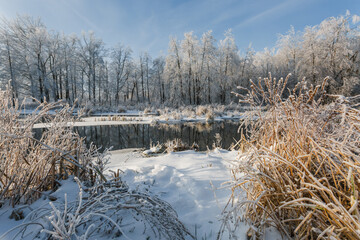 winter river, trees in the snow, view of the snow-covered forest