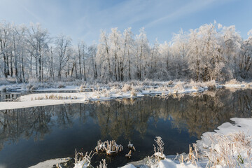 winter forest, oaks in the snow, view of the snowy forest