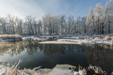 winter forest, oaks in the snow, view of the snowy forest