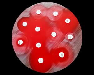 Antimicrobial susceptibility testing in petri dish. Antibiotic resistance of bacteria