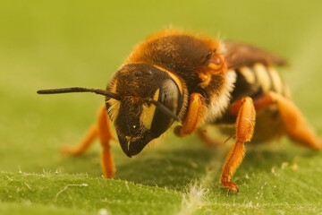 Closeup on the colorful solitary bee, the seven-toothed-red-resin bee, Rhodanthidium septemdentatum