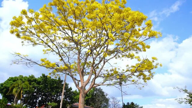 Yellow poinciana tree blooms brilliantly on the hill near the temple in Dalat plateau, Vietnam in spring weather. This is a precious tree native to Brazil with a lifespan of over one hundred years