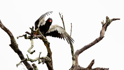 a Bateleur eagle spreading his wings to dry