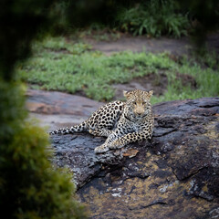 a young male leopard relaxing on a boulder