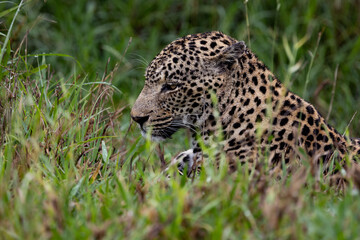 Mature male leopard close up