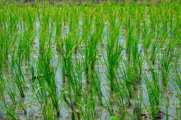 Newly planted rice in the fields.