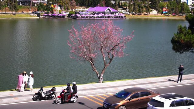 Tourists visit and take pictures by cherry apricot trees along the banks in Da Lat, Vietnam of Xuan Huong Lake on a beautiful spring morning