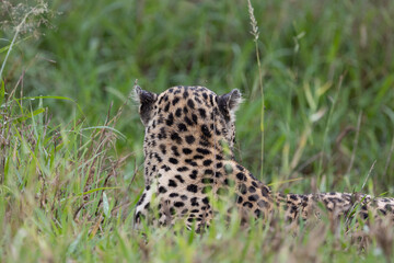 the back of a male leopards head- worn ears