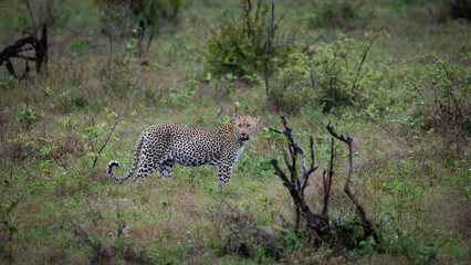 a leopardess walking toward to camera