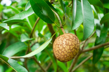 Close up raw sapodilla, sapote, chikoo, Manilkara zapota in the garden.