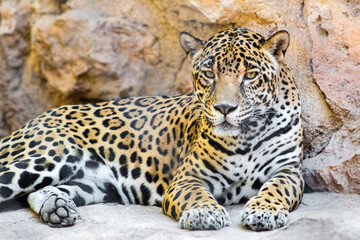 La imponente mirada del jaguar © Roberto Carvajal