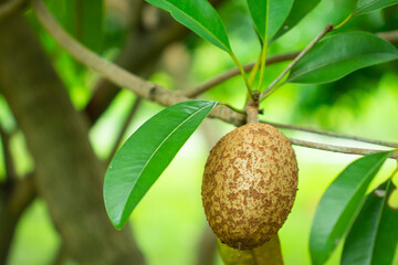 Close up raw sapodilla, sapote, chikoo, Manilkara zapota in the garden.