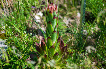 the sempervivo major in the first days of April