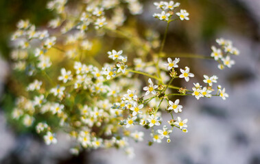 the petals of the host saxifrage in the rays of the spring sun