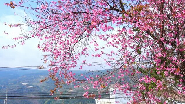 Cherry apricot branch blooms brilliantly on a spring morning. Flowers blooming in spring in the highlands of Vietnam bring joy and prosperity of a new year
