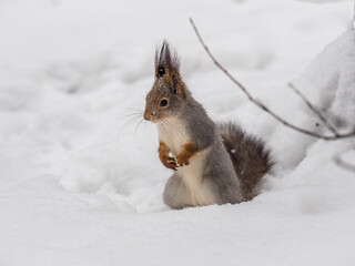 The squirrel in winter sits on white snow.
