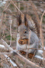 The squirrel with nut sits on tree in the winter or late autumn