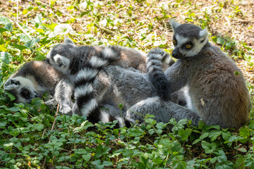This family of ring-tailed lemurs huddles together in a bird park in Alphen aan den Rijn, the Netherlands