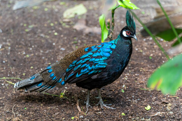 This Palawan peacock-pheasant (Polyplectron napoleonis) in a park in Alphen aan den Rijn, the...