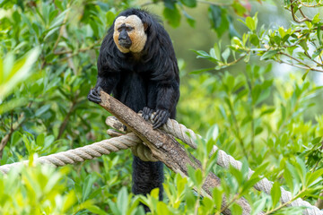 This white-faced saki (Pithecia pithecia) with its distinct white face lives in a park in Alphen aan den Rijn, the Netherlands