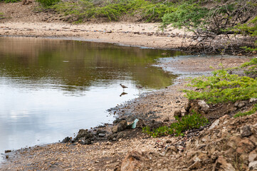 The beach and shoreline of St. Joris Bay in Curacao. Two little shorebirds are standing in the water at the beach.