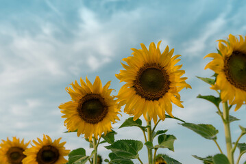 sunflower on blue sky