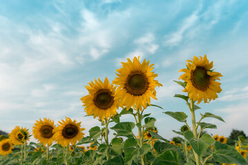 field of sunflowers