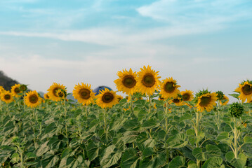 field of sunflowers