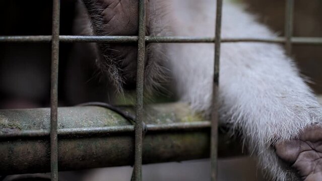 monkey in a cage, monkey hand close-up