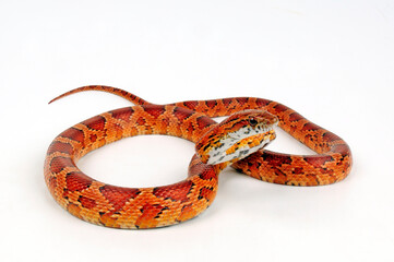 Corn snake // Kornnatter (Pantherophis guttatus)
