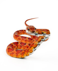 Corn snake // Kornnatter (Pantherophis guttatus)