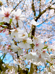 桜　さくら　サクラ　満開　お花見　蕾　ソメイヨシノ　お花見