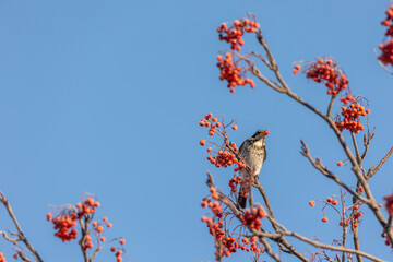 野鳥素材　冬のヒヨドリ